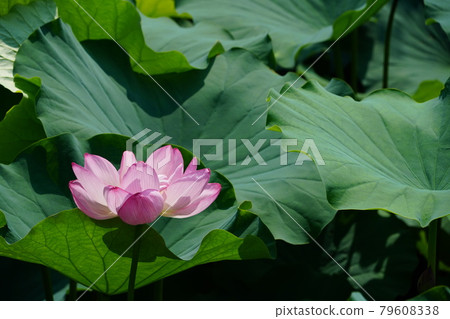 Pink lotus flowers and buds in full bloom Pink lotus flowers and buds in full bloom 79608338