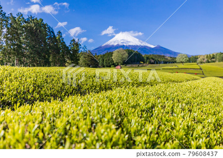 (靜岡縣)茶園上的富士山小淵笹葉 (靜岡縣)茶園上的富士山小淵笹葉 79608437