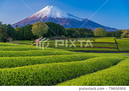 (靜岡縣)傍晚茶園上的富士山小淵笹葉 (靜岡縣)傍晚茶園上的富士山小淵笹葉 79608908