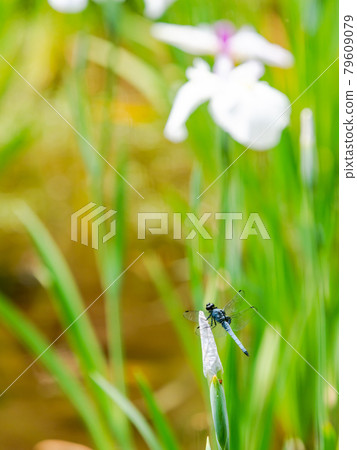 Early summer scenery: Orthetrum albisum perching on the bud of irises Early summer scenery: Orthetrum albisum perching on the bud of irises 79609079