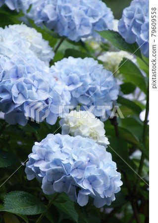 Hydrangea in full bloom 79609558