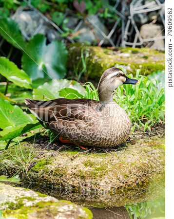 A cute duck that came to the waterside 79609562