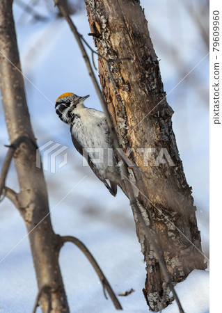 Woodpecker (Picoides tridactylus crissoleucus) 79609960