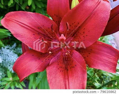 The red lilies The red lilies 79610862