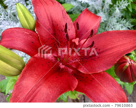 紅百合 紅百合 79610863