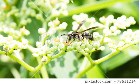 Polistes snelleni licking the nectar of Cayratia japonicum in the shade of leaves in strong sunlight 1 79611214