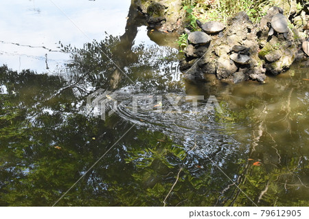 橫濱市港北區池塘中的蛇 79612905