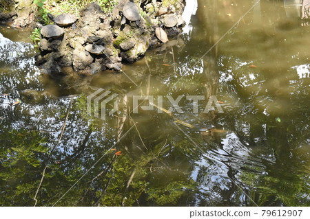 橫濱市港北區池塘中的蛇 79612907