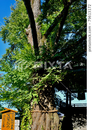 Aizen wig, Bessho Onsen Kitamuki Kannon Aizen wig, Bessho Onsen Kitamuki Kannon 79613172