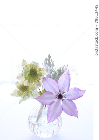 Clematis arrangement Clematis arrangement 79613445