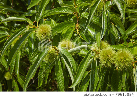 藍栗子果實 藍栗子果實 79613884