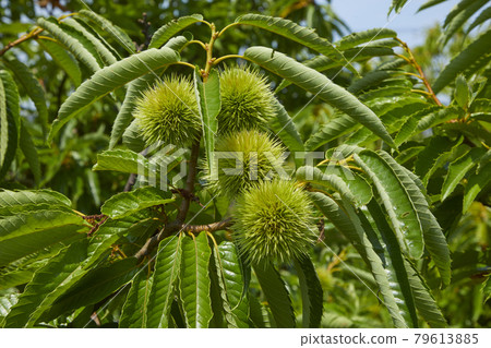 Blue chestnut fruit Blue chestnut fruit 79613885