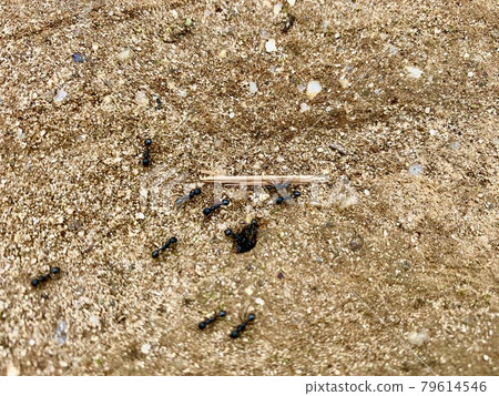 The ants carrying something like a stick 79614546