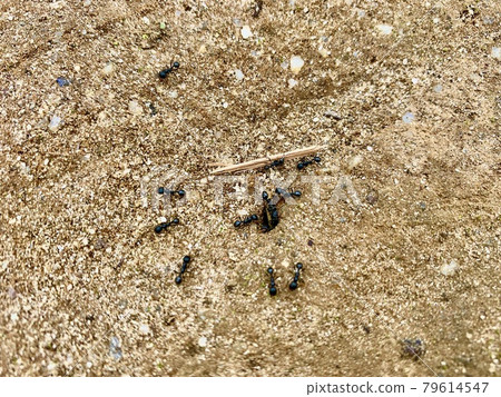 The ants carrying something like a stick 79614547
