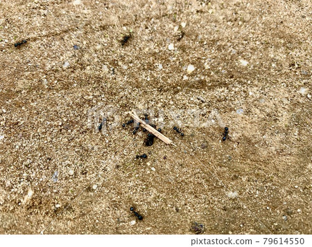 The ants carrying something like a stick The ants carrying something like a stick 79614550