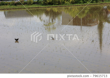 Country landscape 79615713