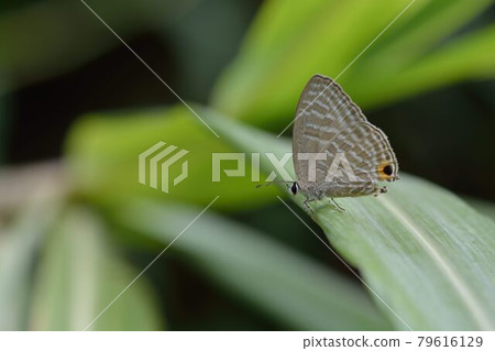 白波紋小灰蝶、淡青雅波灰蝶 (Jamides alecto dromicus) 白波紋小灰蝶、淡青雅波灰蝶 (Jamides alecto dromicus) 79616129