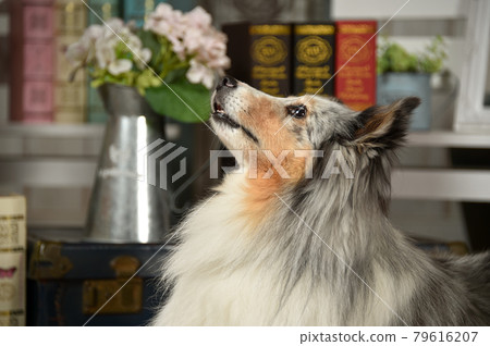 雜貨店推薦的Sheltie 雜貨店推薦的Sheltie 79616207