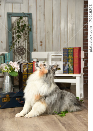雜貨店推薦的Sheltie 雜貨店推薦的Sheltie 79616208
