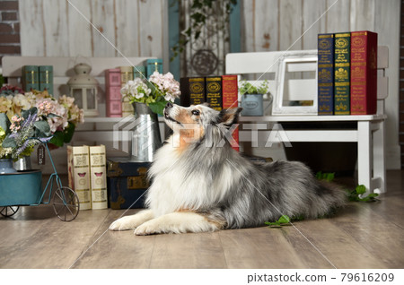 雜貨店推薦的Sheltie 雜貨店推薦的Sheltie 79616209