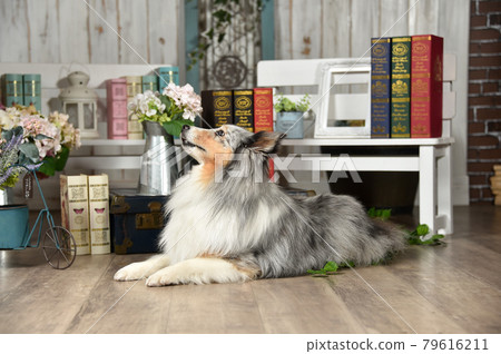 雜貨店推薦的Sheltie 雜貨店推薦的Sheltie 79616211
