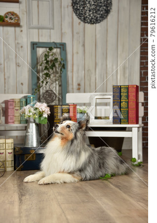 Sheltie recommended at a general store Sheltie recommended at a general store 79616212