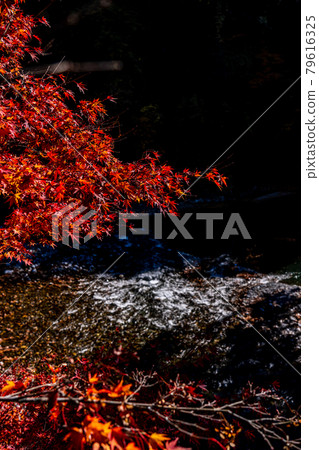 [Tokyo] Autumn leaves in Okutama 79616325