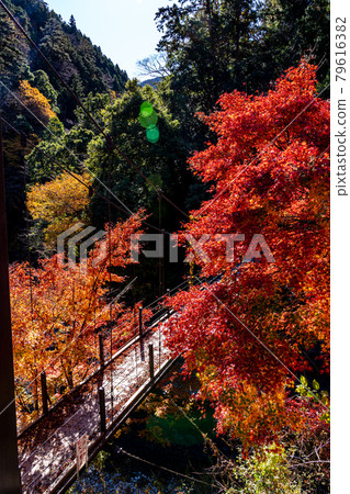 [東京] 奧多摩的紅葉 79616382