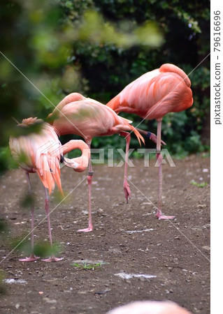 群火烈鳥 群火烈鳥 79616696