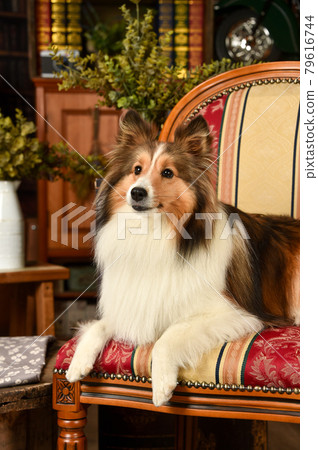 Sheltie 推薦復古背景 79616744
