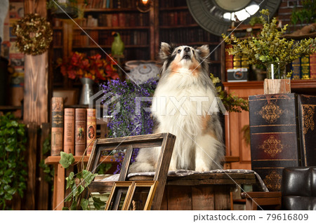 Sheltie 推薦復古背景 Sheltie 推薦復古背景 79616809