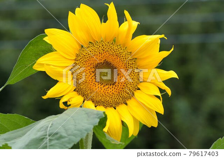 Akira multicolored yellow sunflower. Akira multicolored yellow sunflower. 79617403