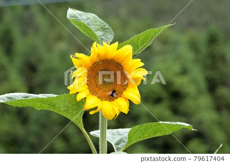 Akira multicolored yellow sunflower. Akira multicolored yellow sunflower. 79617404
