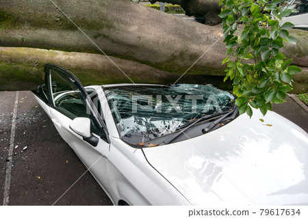 Passenger car crushed by a fallen tree due to a strong wind Passenger car crushed by a fallen tree due to a strong wind 79617634