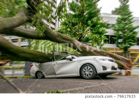Passenger car crushed by a fallen tree due to a strong wind Passenger car crushed by a fallen tree due to a strong wind 79617635