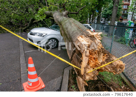 乘用車因強風被倒下的樹壓壞 乘用車因強風被倒下的樹壓壞 79617640