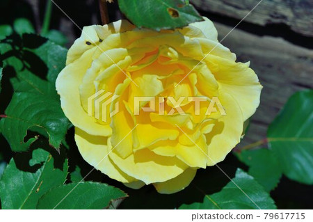 五顏六色玫瑰花,拍攝影於新竹,台灣 79617715