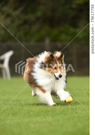 Sheltie 玩狗跑 Sheltie 玩狗跑 79617798