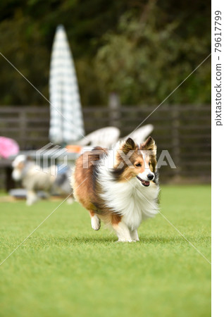 Sheltie 玩狗跑 Sheltie 玩狗跑 79617799