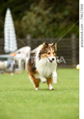 Sheltie 玩狗跑 79617800