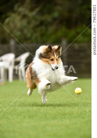Sheltie 玩狗跑 Sheltie 玩狗跑 79617801