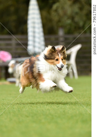 Sheltie 玩狗跑 79617802