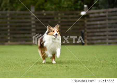 Sheltie playing with a dog run 79617822