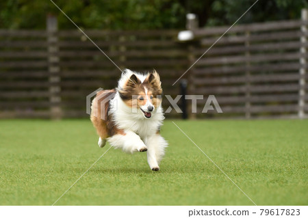 Sheltie playing with a dog run 79617823