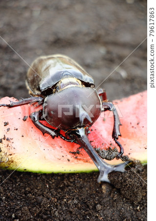 Beetle Beetle 79617863