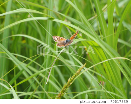 High brown fritillary butterfly found in Bogatsuru, Mr. Oaza Ari, Kujumachi, Taketa City, Oita Prefecture High brown fritillary butterfly found in Bogatsuru, Mr. Oaza Ari, Kujumachi, Taketa City, Oita Prefecture 79617889