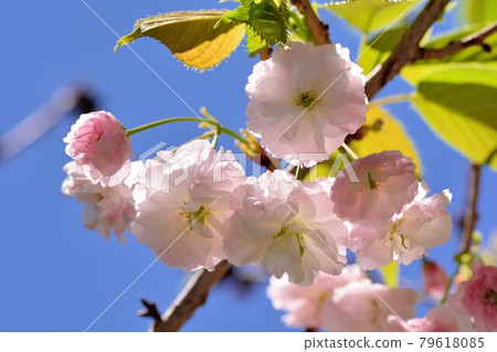 普賢象櫻花(Prunus Shirofugen)普賢菩薩之象 79618085
