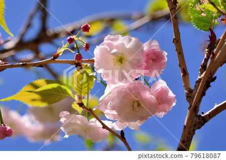普賢象櫻花(Prunus Shirofugen)普賢菩薩之象 79618087