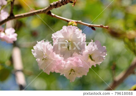 普賢象櫻花(Prunus Shirofugen)普賢菩薩之象 79618088