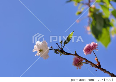 普賢象櫻花(Prunus Shirofugen)普賢菩薩之象 79618091